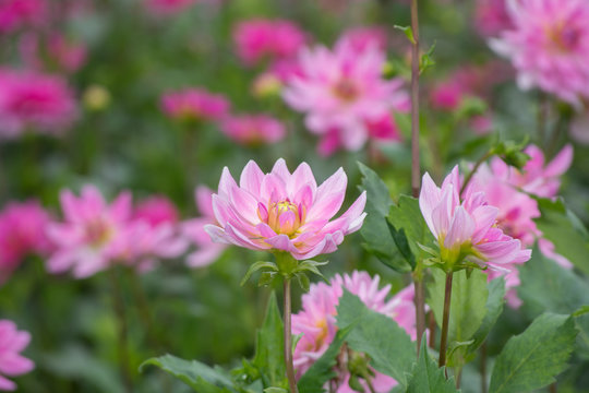 Pink rose dahlia flower, beatyful bouquet or decoration from the garden