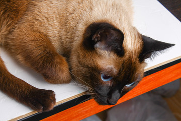 Siamese Thai cat lies and looks with sadness, anguish, anger.