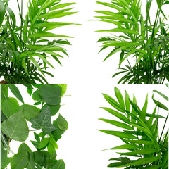 Obraz premium Leaves on white background