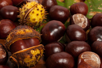 kasztany na opadłych liściach