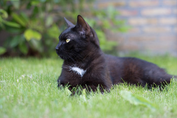 Domestic black cat listening on the grass