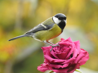great tit and a pink rose