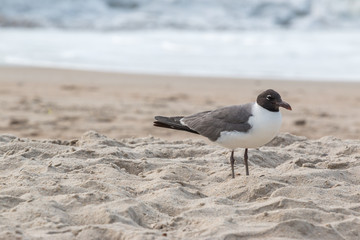 Seagull Standing on Sandy Beach Looking Right