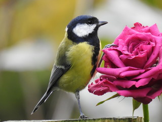 Obraz premium great tit and a pink rose