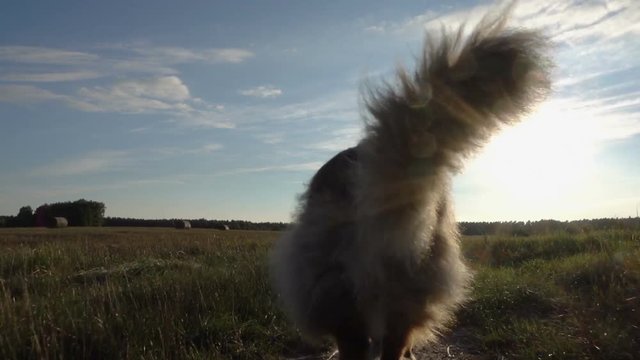 Dogs run around the grass. Afternoon sun. Video shot in slow motion. 