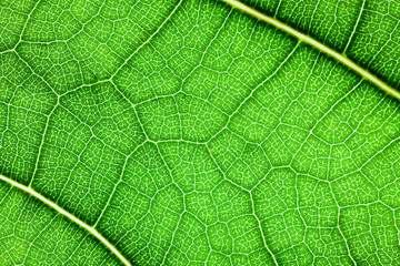 Vibrant green leaf closeup macro pattern background.