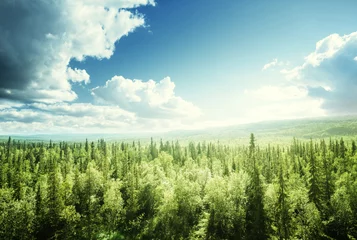 Rolgordijnen bos op zonnige dag © Iakov Kalinin