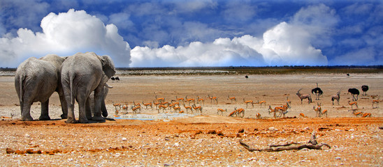 Panorama of the rear end of two elephants looking out onto the Etosha plains with a blue cloudy sky - obrazy, fototapety, plakaty