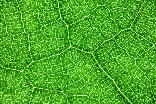 Green leaf closeup macro veins texture.