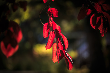 Feuilles dans la lumière