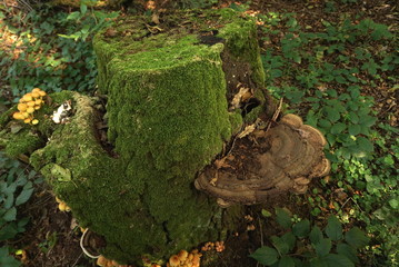 Obraz premium stump with moss and mushrooms