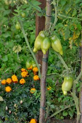 Légumes du jardin
