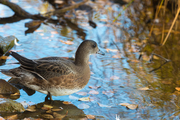 Eurasian wigeon (Anas penelope)