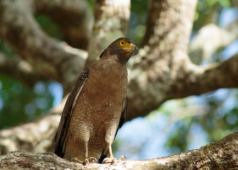 Brown snake eagle resting on the branch of a large tree in Sri Lanka
