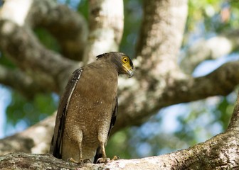 Serpent Eagle on the branch of a tree in Sri Lanka