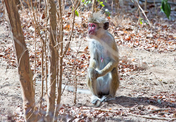 macaque monkey  sitting and looking in Sri Lanka