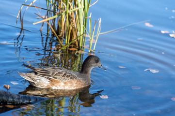 Eurasian wigeon (Anas penelope)