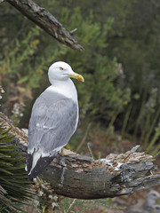 Seagull resting on a tree with a natural forest background