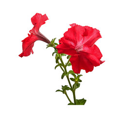 Delicate petunia flower on a white background.
