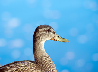 Wild female mallard duck