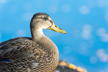Wild female mallard duck