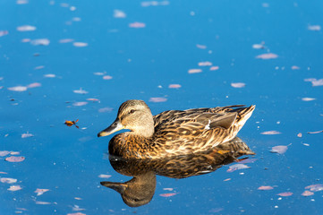 Wild female mallard duck