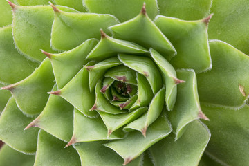 Green leaves texture background macro, Green plant in the garden close up relaxation concept 