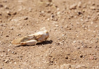 Isolated Locust on the dry arid landscape in the Namibian Desert