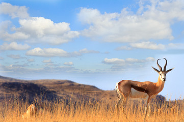 Impala standing on the brow of a hill with a nice blue cloud sky