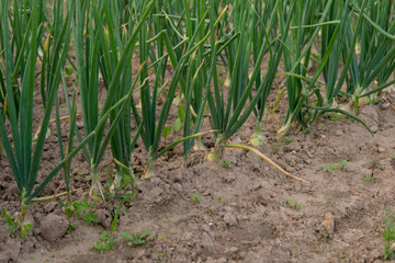 onion