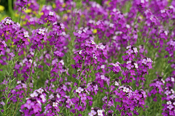 Field of tall purple flowers in full bloom