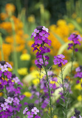 Stems of tall purple flowers in full bloom