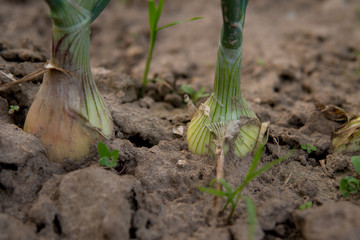 onion
