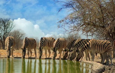 Camp waterhole with a line of zebras with their heads down drinking with a nice blue cloudy sky