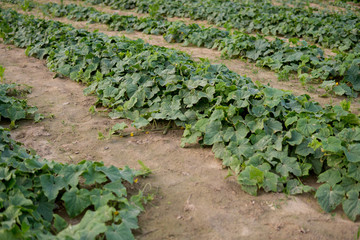 Fototapeta na wymiar cucumber growing in the field