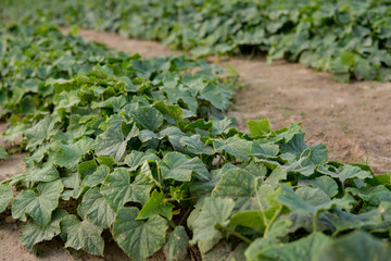 cucumber growing in the field