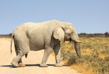 Large very dry skinned elephant walking across the very hot etosha plains with a bright blue sky