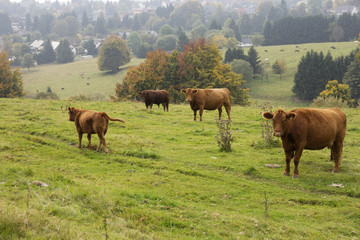 Friedliche Kühe in Thüringens Berglandschaft - 174982172