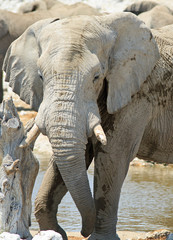Fototapeta na wymiar close up of an african elephant on the dry plains in Etosha