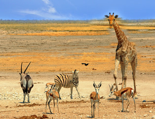 Vibrant waterhole in Etosha national park, Namibia, southern africa