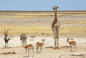 Etosha plains with Giraffe, Zebra and springbok 