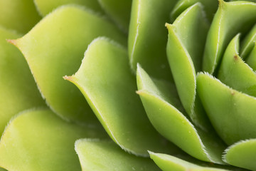 Green leaves texture background macro, Green plant in the garden close up relaxation concept 