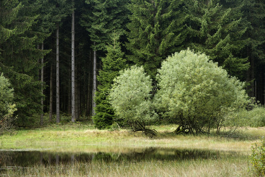 Ein Ganzes wird Zwei (Baum)