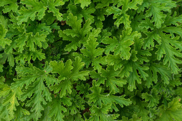 leaves from pelargonium graveolens geraniaceae geranium plant from south africa close up structure...