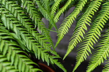 leaves from fougere from dicksonia antarctica plant for background texture
