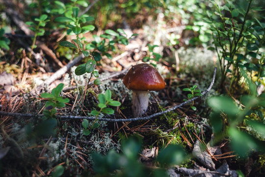 small forest mushroom