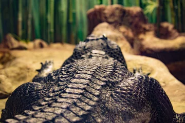 Crédence de cuisine en plexiglas Crocodile Back of the lying crocodile
