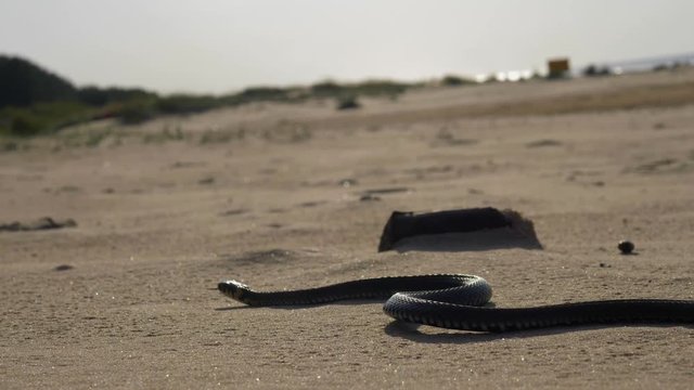 Beautiful grass snake on a beach