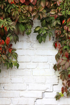 Autumn Ivy On A White Brick Wall