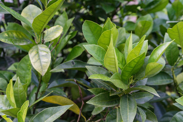 Fototapeta premium green leaves from citrus sinensis orange plant tree close up